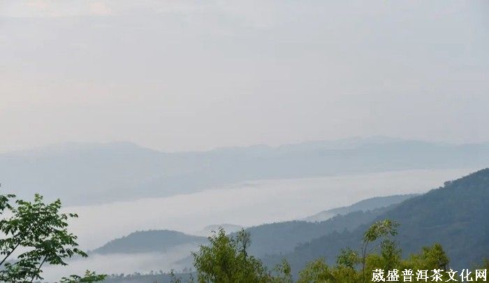《云南茶界名人錄》︱張明春：茶葉、藝術(shù)、文化，三者并行齊力助推云茶發(fā)展